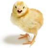 SonOfCouponChicken